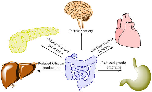 glp 1 inhibitors moa GLP-1 and Anesthesia: Considerations and Cautions for CRNAs